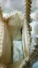 Picture of Pearl Beaded Top Handle Bag - Exclusive